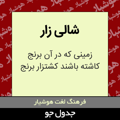 تصویری از شالی زار